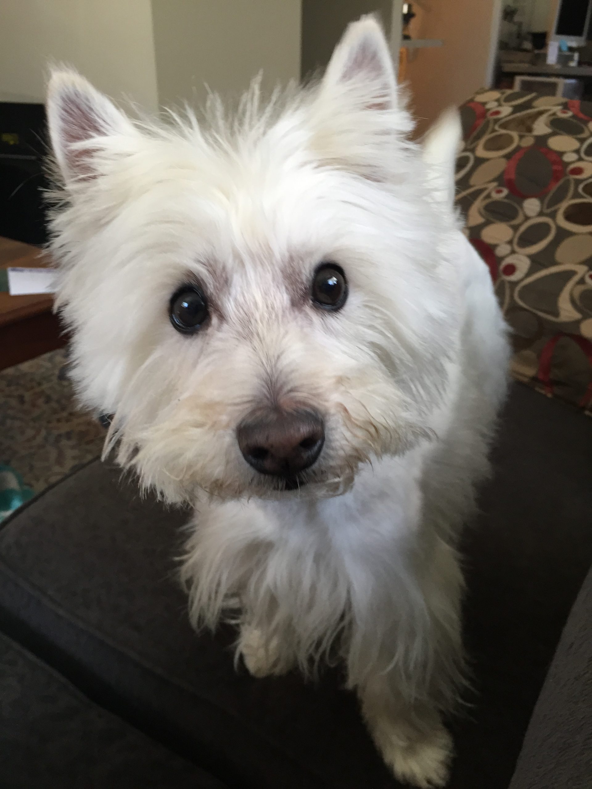 Welcome to David J Swartz, MSW, CHT